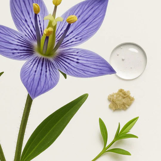 Extracto de Swertia Japonica